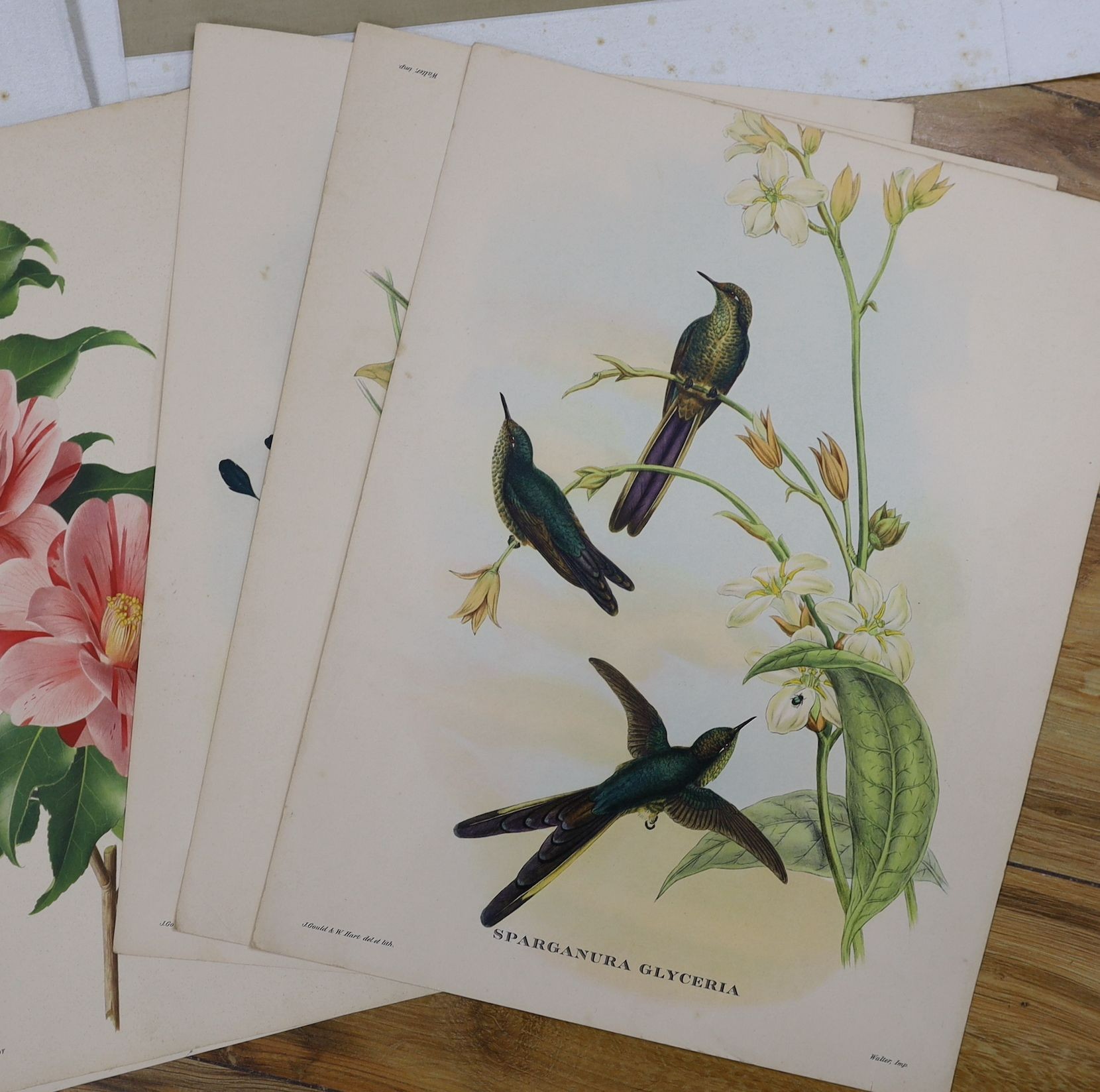 Seven unframed ornithological prints after Gould and Richter, 38 x 30cm and two Chinese watercolours on silk, 30 x 36cm, all unframed